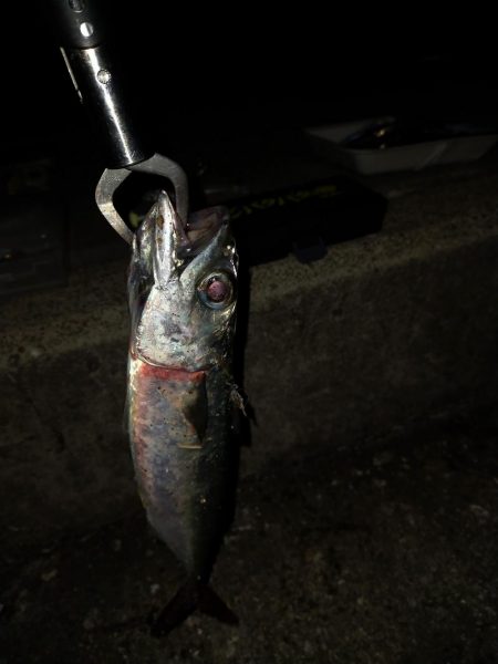 タチウオはいずこへ？