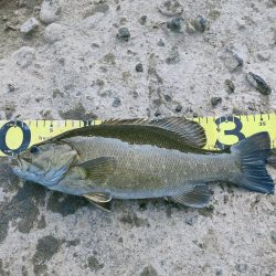 晩秋川バス釣行2