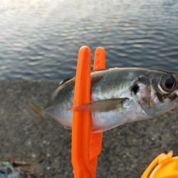 アジレンジャー