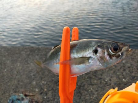 アジレンジャー