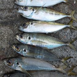 鱒レンジャーでアジング6