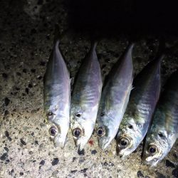 鱒レンジャーでアジング7