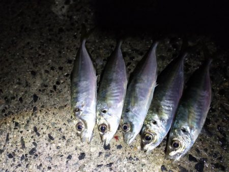 鱒レンジャーでアジング7