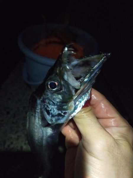 タチはまだまだ