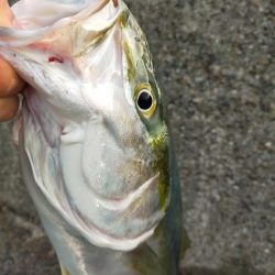 泳がせでゲット