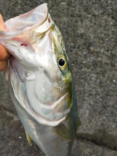 泳がせでゲット