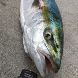 ブリと言っていいかな?