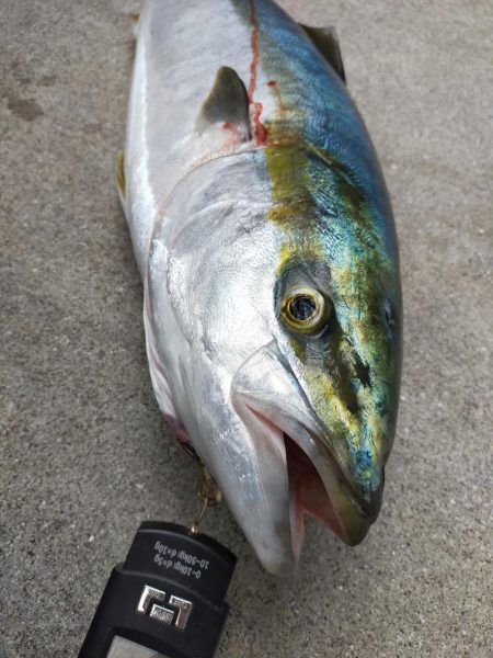 ブリと言っていいかな？