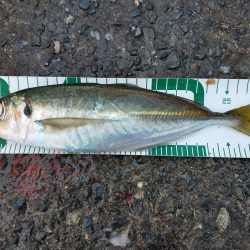 鱒レンジャーでアジング8