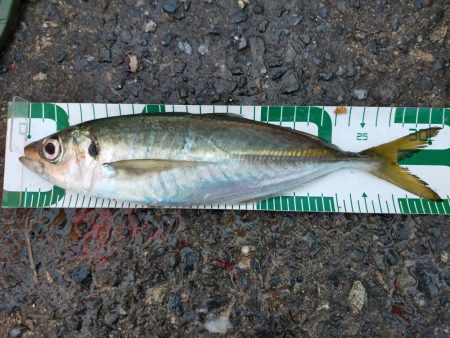 鱒レンジャーでアジング8