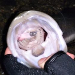 久しぶりのシーバス