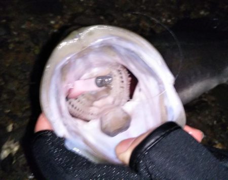 久しぶりのシーバス