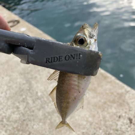 デイでアジと根魚がRIDEON!