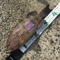 ライトショアジギングで楽しむ!