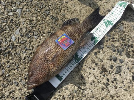 ライトショアジギングで楽しむ!