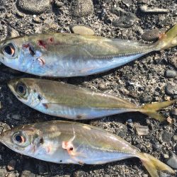 シマアジ2匹ほか