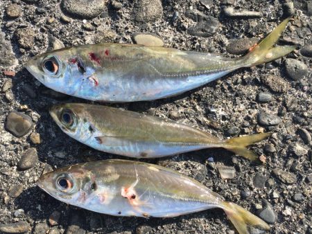 シマアジ2匹ほか