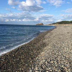 イサキ、タイ、アイゴ