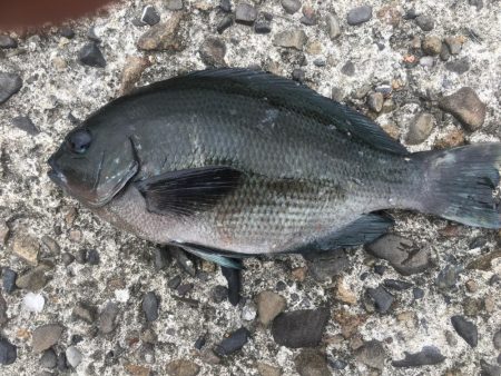 磯間の灯台釣り