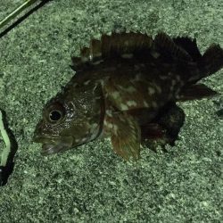 大小アジの群れでのRIDEON!!