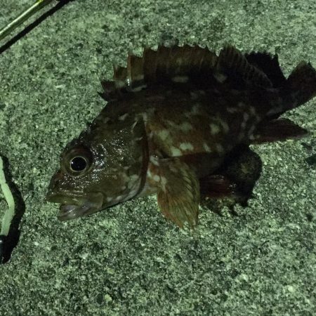 大小アジの群れでのRIDEON!!