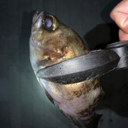 ブリ86㎝　他7目