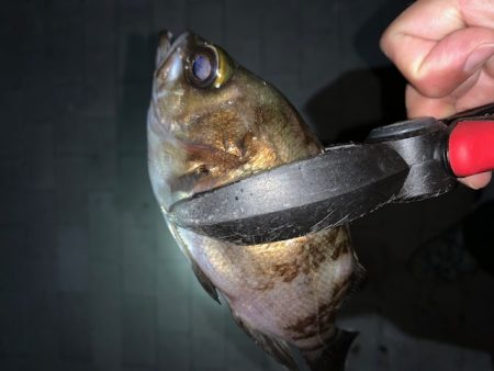 ブリ86㎝　他7目