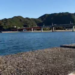 初めてグレを釣りました!