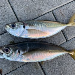 メジロに、デカアジ。そしてタチウオは、、、