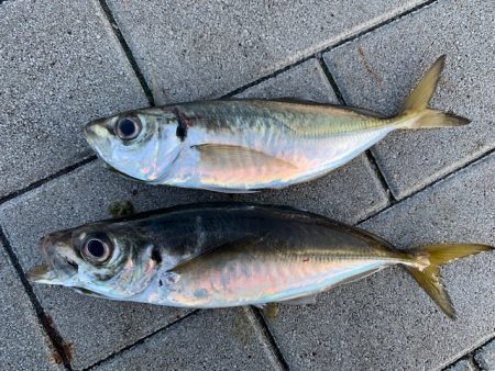 メジロに、デカアジ。そしてタチウオは、、、