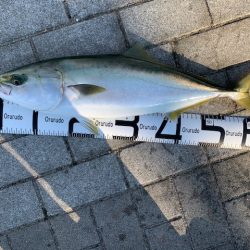 メーター超え太刀魚とメジロ