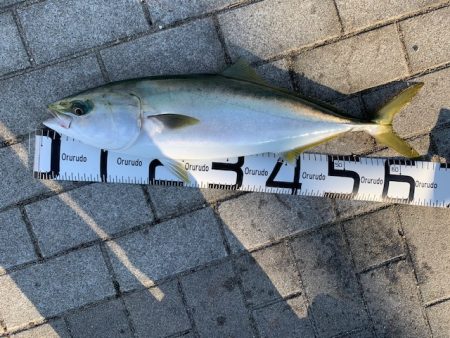 メーター超え太刀魚とメジロ