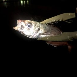 早朝アジングin大阪南港(20201116)