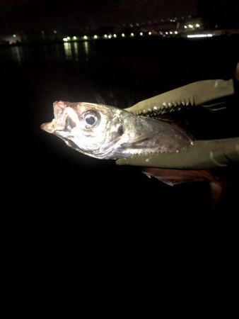 早朝アジングin大阪南港(20201116)