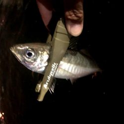 早朝アジングを捨ててみた