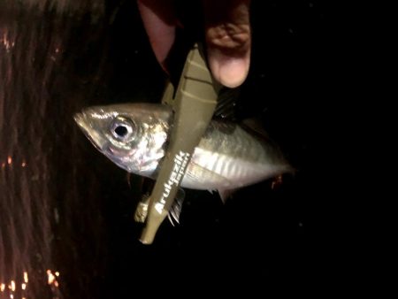 早朝アジングを捨ててみた