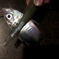 大阪湾奥で風裏アジング