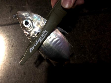 大阪湾奥で風裏アジング