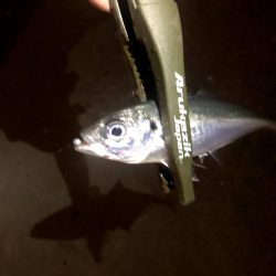 仕事終わり四目ライトゲーム