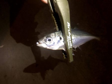 仕事終わり四目ライトゲーム