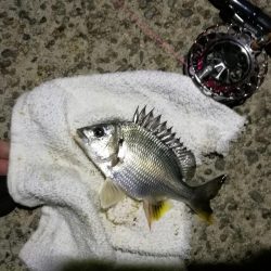 (2020/10/31 南港ヘチ釣り 真チヌ キビレチヌ ガシラ 釣果有り)