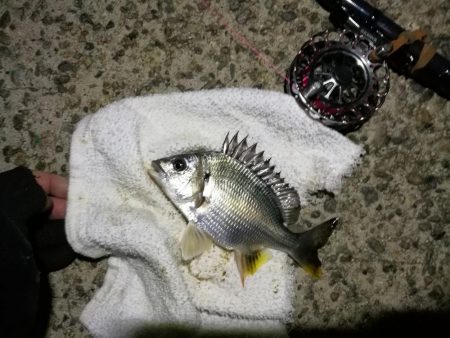 (2020/10/31 南港ヘチ釣り 真チヌ キビレチヌ ガシラ 釣果有り)