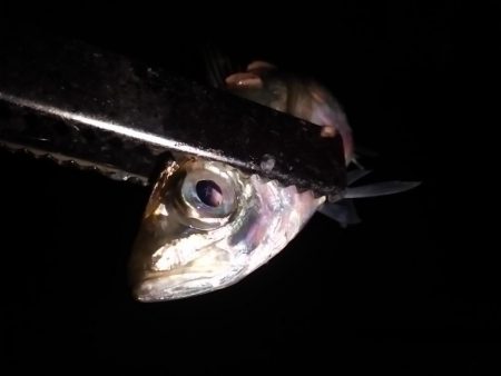 マイワシが釣れていた