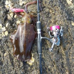 ソーシャルディスタンスの中アオリイカ