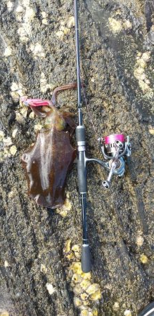 ソーシャルディスタンスの中アオリイカ