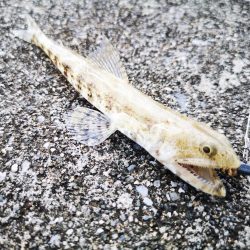 天気が良いのでファミリーフィッシング