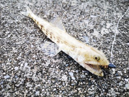 天気が良いのでファミリーフィッシング