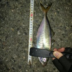 (2020/11/02 南港アジング 好釣果!中アジ(25㎝~) 釣果有り)