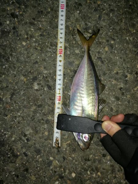 (2020/11/02 南港アジング 好釣果!中アジ(25㎝~) 釣果有り)