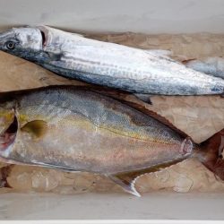 康仁丸・ジギング釣り果